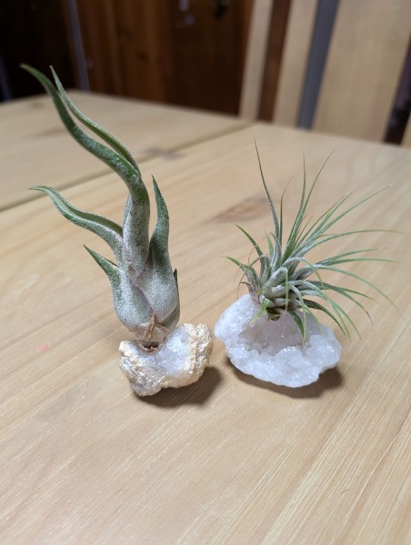 Nature-inspired air plant decor